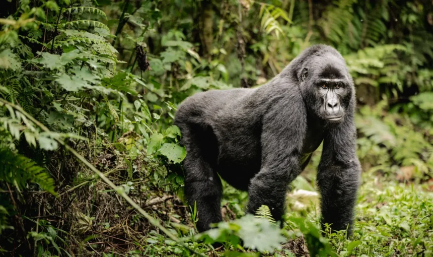 Which Sector in Bwindi Impenetrable National Park Has the Best Gorilla Families