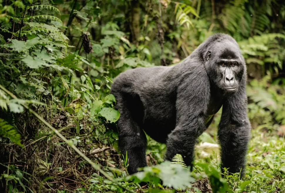 best gorilla trekking safari in uganda