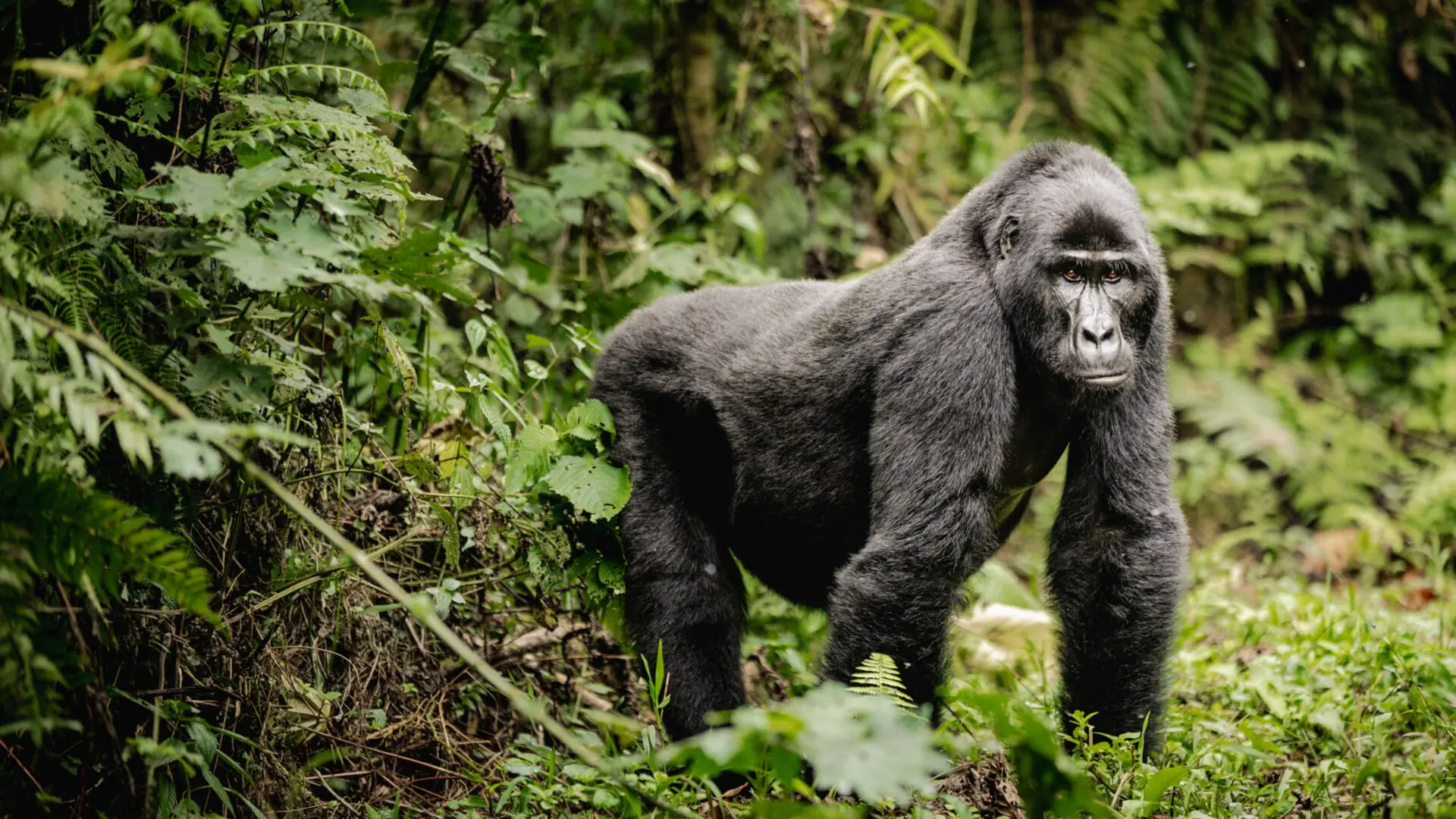 best gorilla trekking safari in uganda