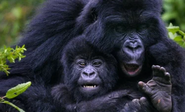Best Uganda Gorilla Trekking Safari