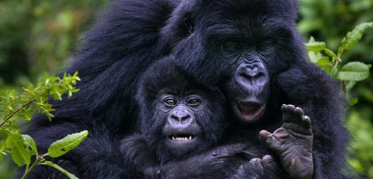 Best Uganda Gorilla Trekking Safari