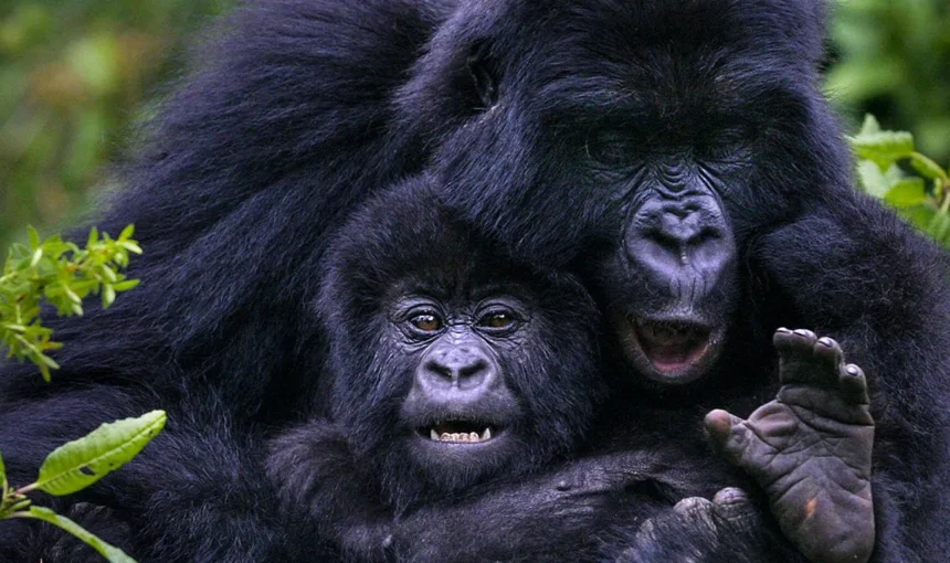 How Close Can You Get to the Gorillas in Uganda