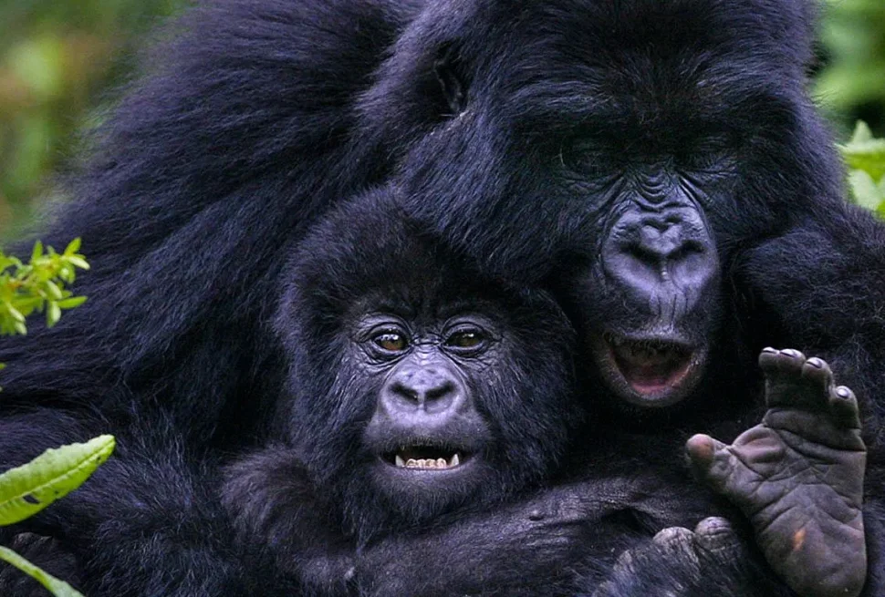 Best Uganda Gorilla Trekking Safari