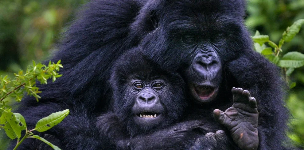Best Uganda Gorilla Trekking Safari