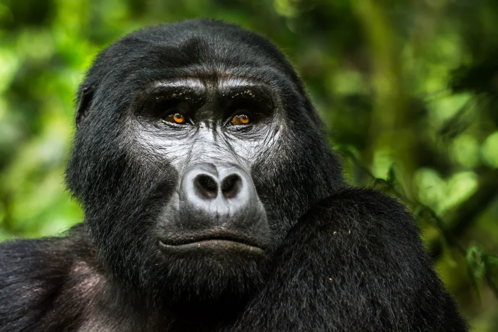 Gorilla safaris in East Africa