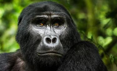 Gorilla safaris in East Africa
