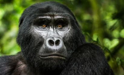 Gorilla safaris in East Africa