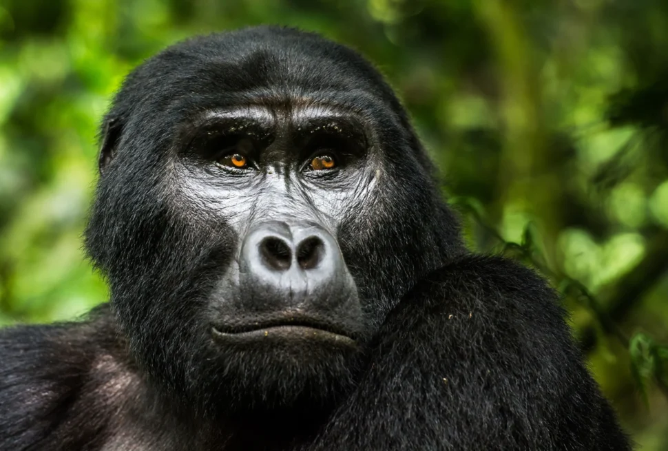 Gorilla safaris in East Africa