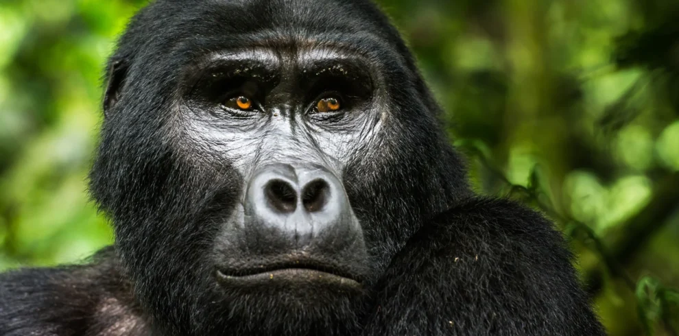 Gorilla safaris in East Africa