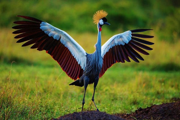 Do I Need a Visa for Uganda Safari Tours