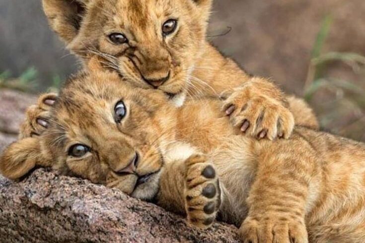 Kidepo valley national park