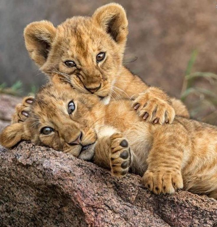 Kidepo valley national park
