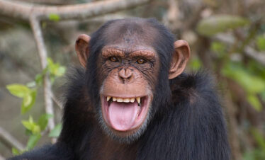 15 Days Uganda and Kenya Safari – Gorillas, Chimpanzees, Murchison Falls & Masai Mara