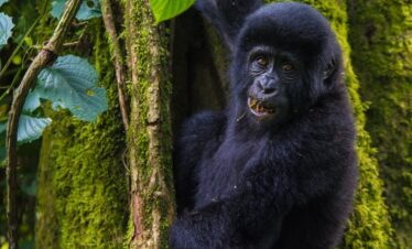 luxury gorilla safari