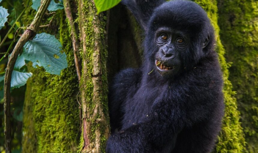 What Is Included in a Typical Safari Package?