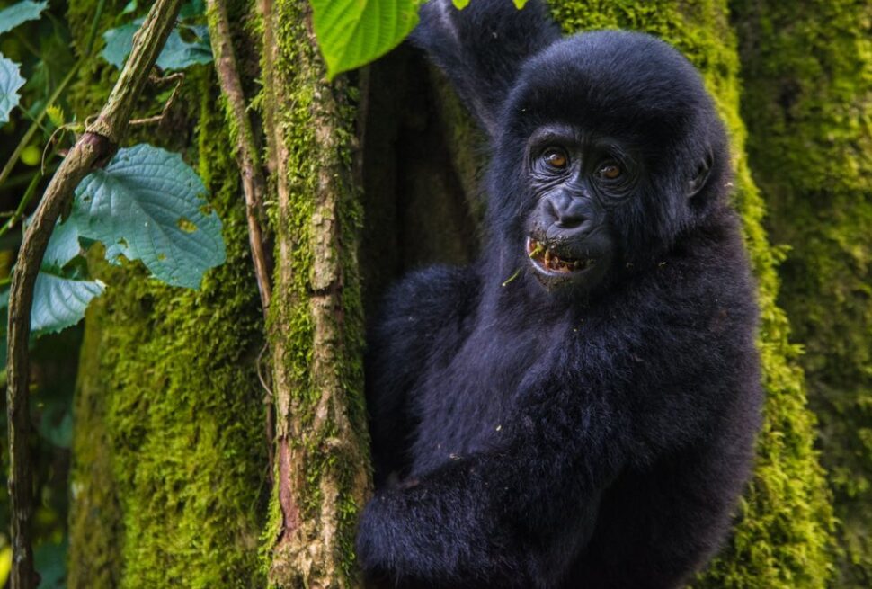 luxury gorilla safari