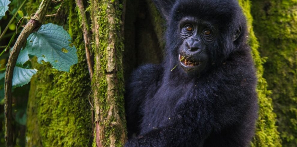 luxury gorilla safari