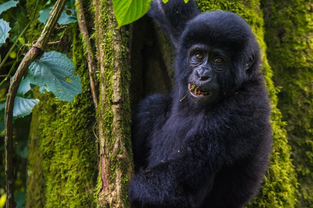 luxury gorilla safari