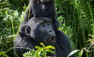 best ugandan gorilla trekking safari