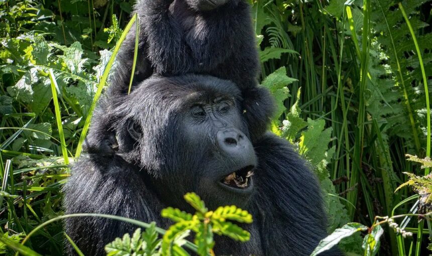 What Is the Difference Between Gorilla Trekking and Gorilla Habituation?