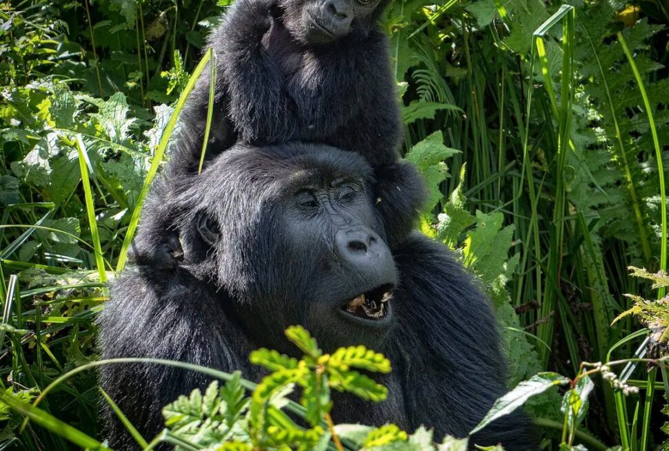 best ugandan gorilla trekking safari