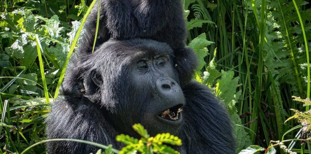 best ugandan gorilla trekking safari