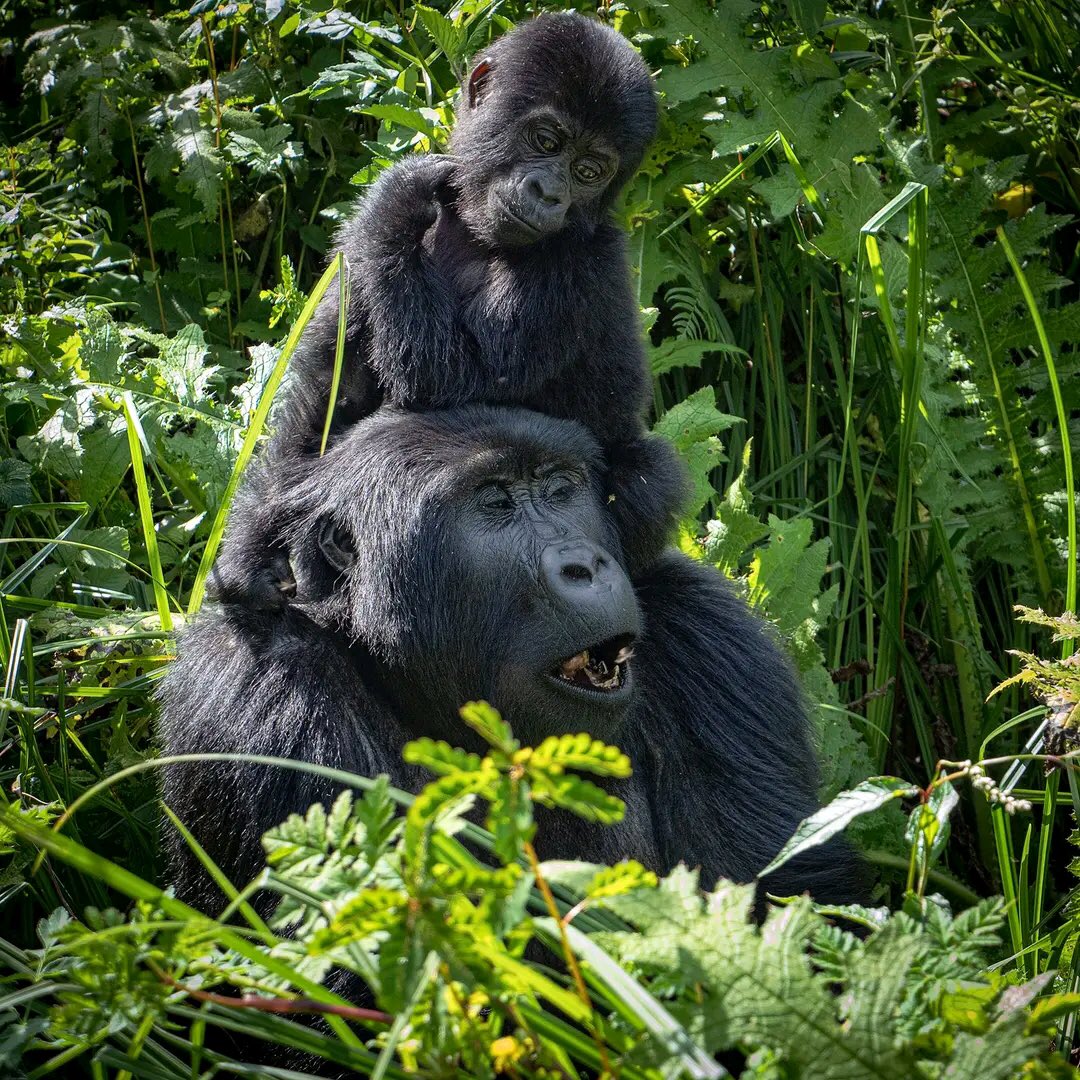 best ugandan gorilla trekking safari