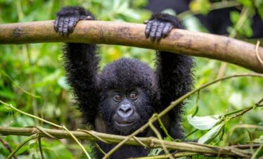 gorilla safari costs in uganda