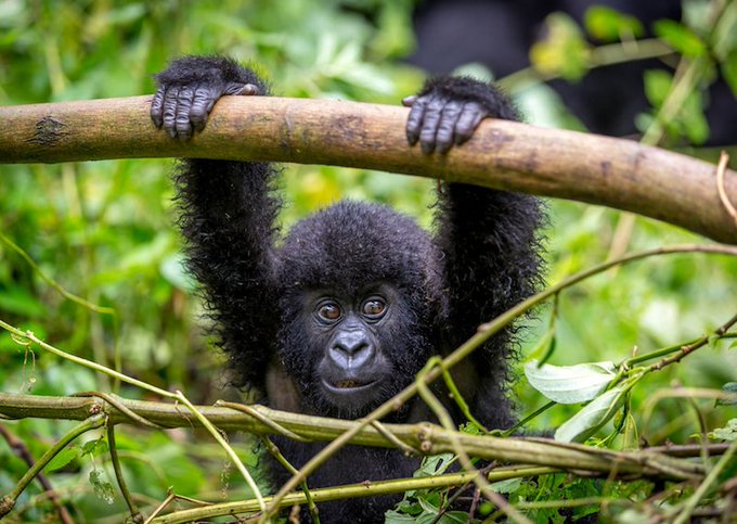 What Are the Chances of Seeing Mountain Gorillas on a Gorilla Safari in Uganda?