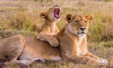 bigs cats in East Africa