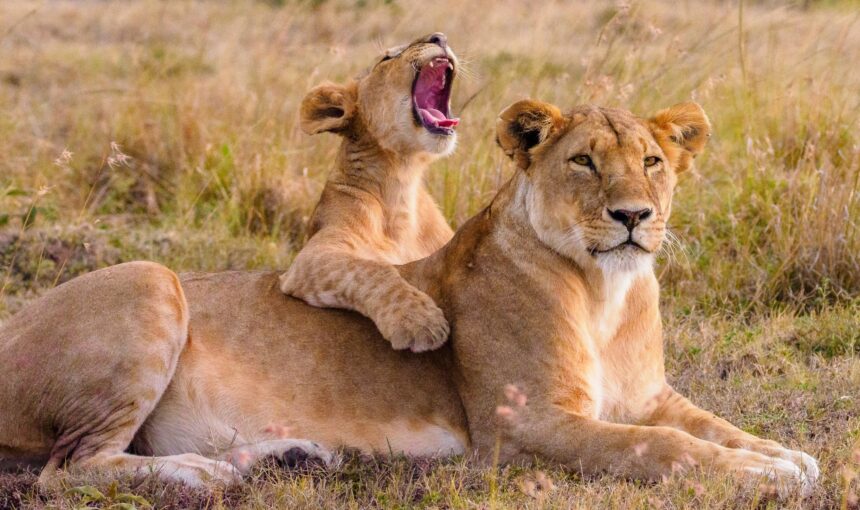 Why visit Queen Elizabeth National Park