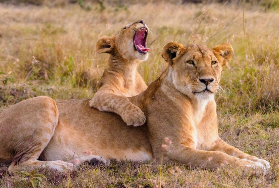 bigs cats in East Africa