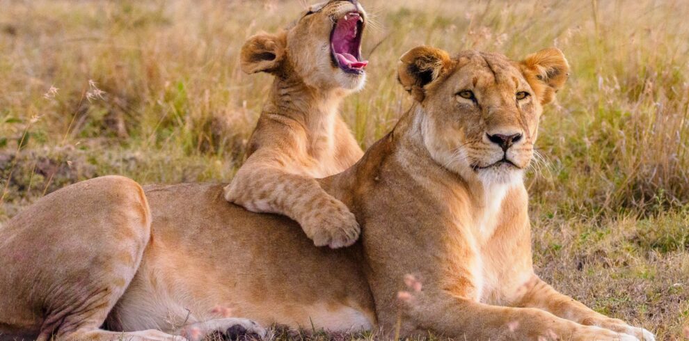 bigs cats in East Africa