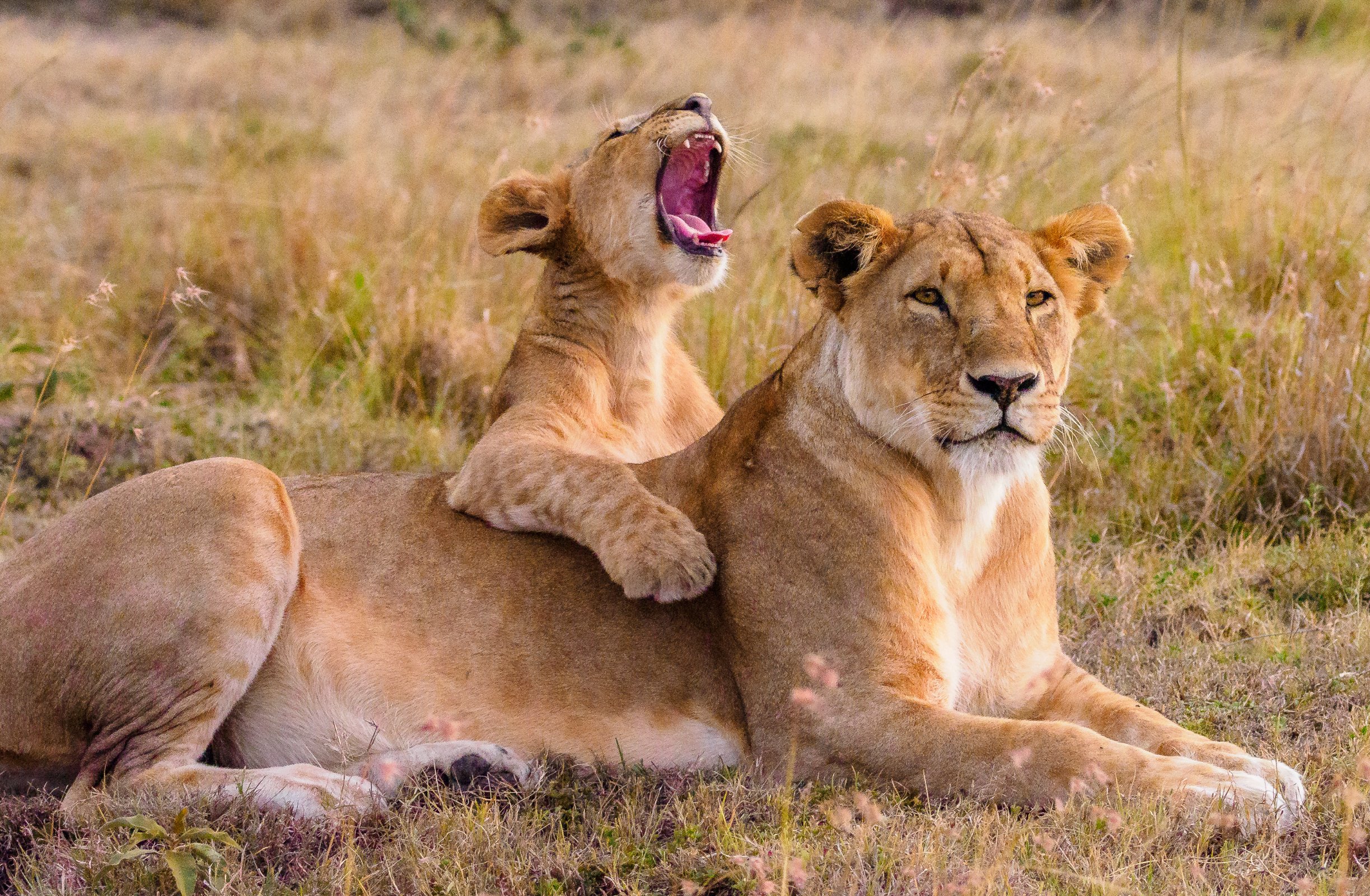 bigs cats in East Africa