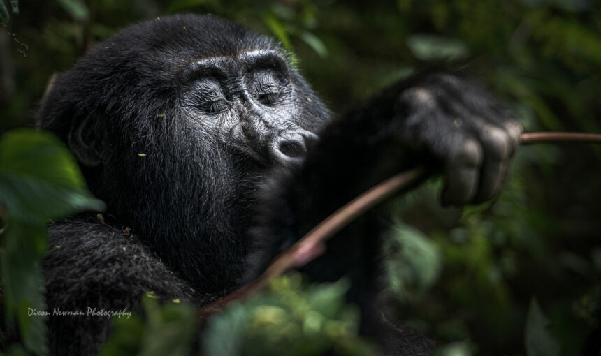Why Gorilla Trekking Is Special on Uganda Safaris