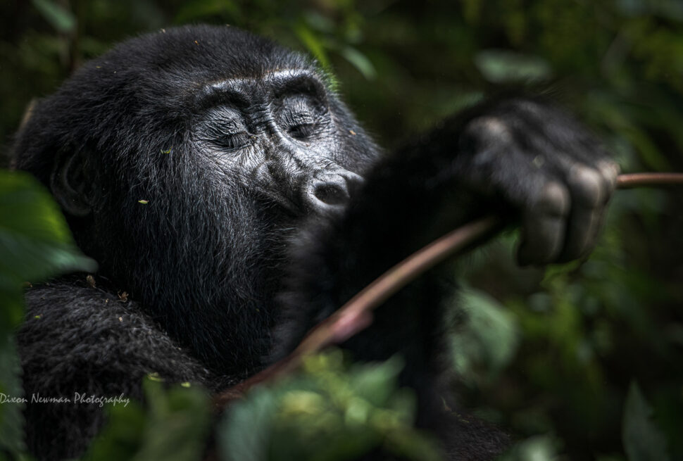 cheap gorilla safaris in east africa
