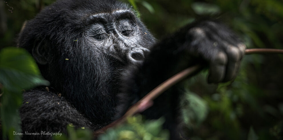cheap gorilla safaris in east africa