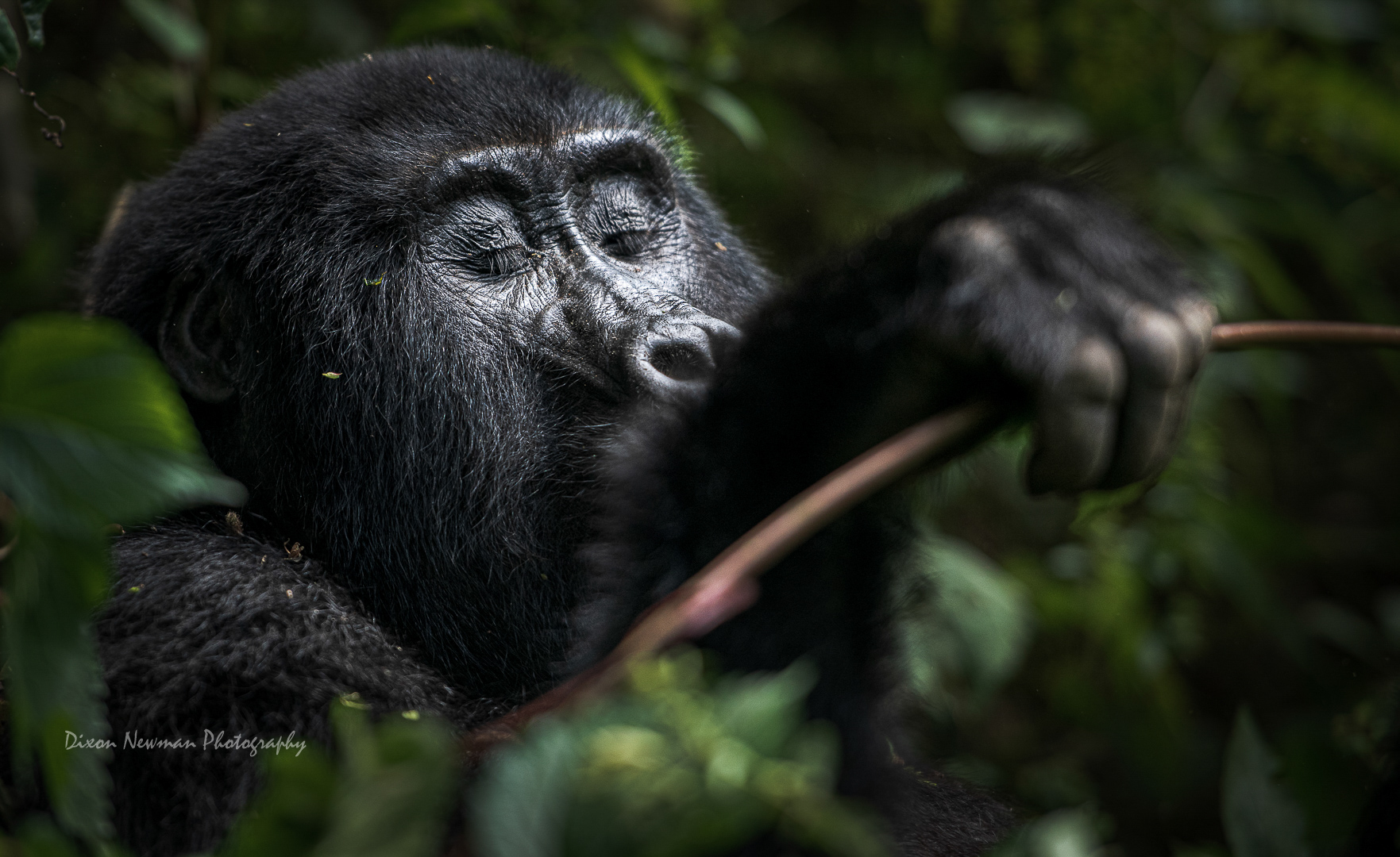 cheap gorilla safaris in east africa