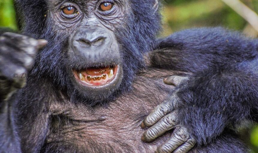 Can Uganda Safaris Start from Kigali?