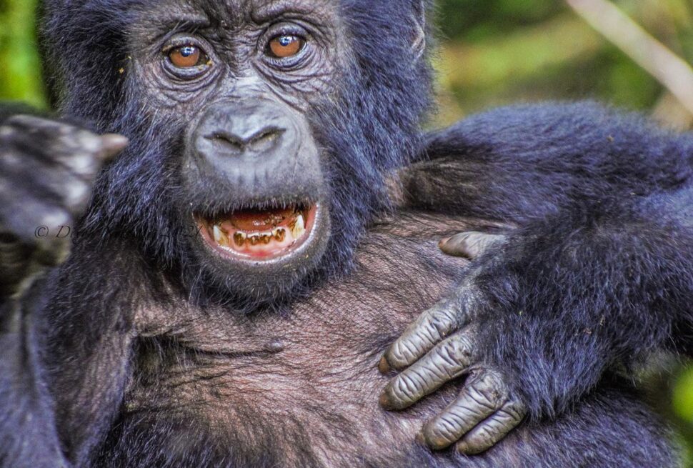 gorilla safari starting from Rwanda