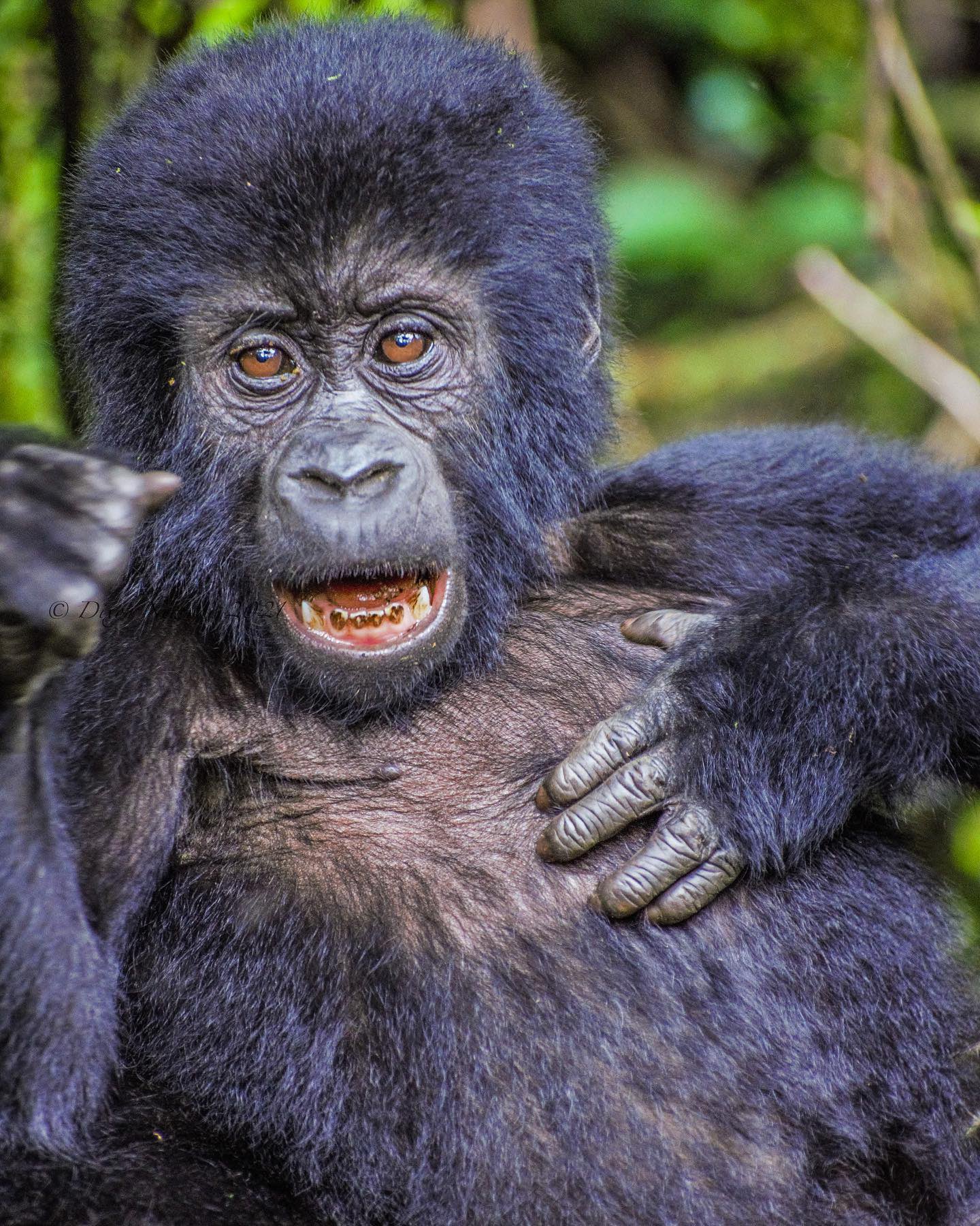 gorilla safari starting from Rwanda