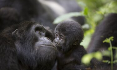 luxury gorilla safaris in uganda