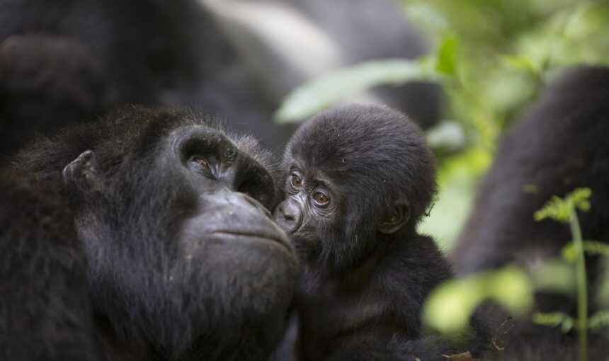 Why Do I Need to Book My Gorilla Safari in Advance in Uganda