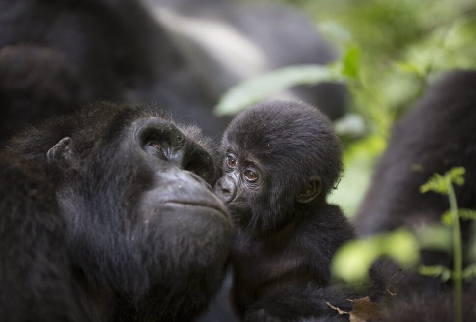 luxury gorilla safaris in uganda