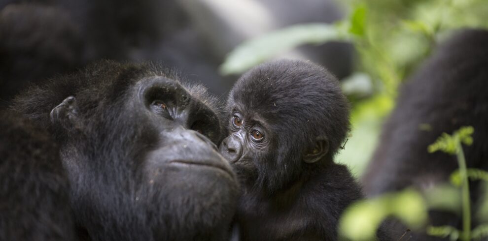 luxury gorilla safaris in uganda