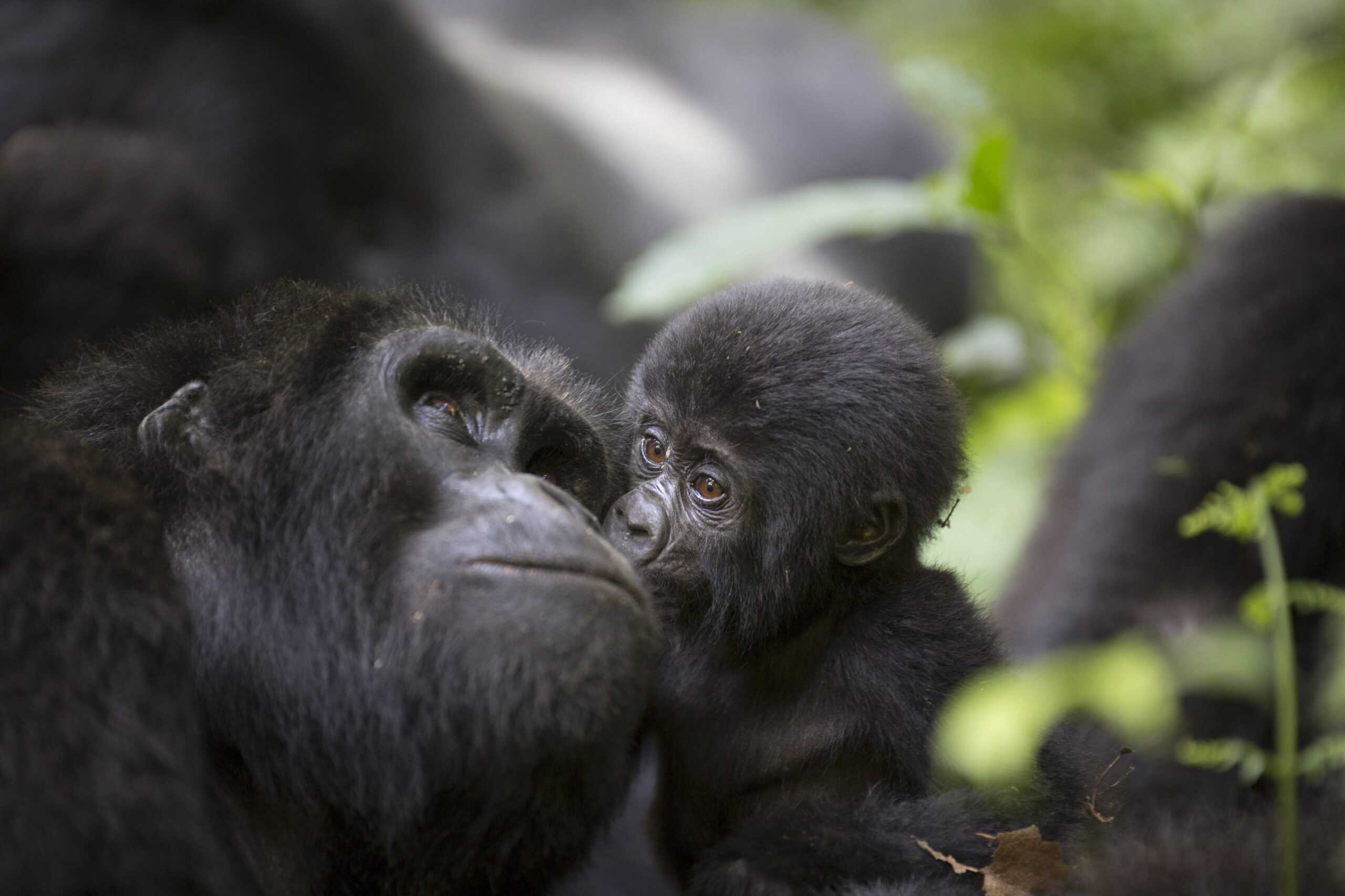 luxury gorilla safaris in uganda