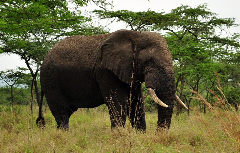 How Many Days Are Ideal for Uganda Safari Tours?