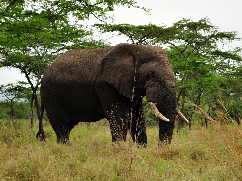 the big fives of east africa