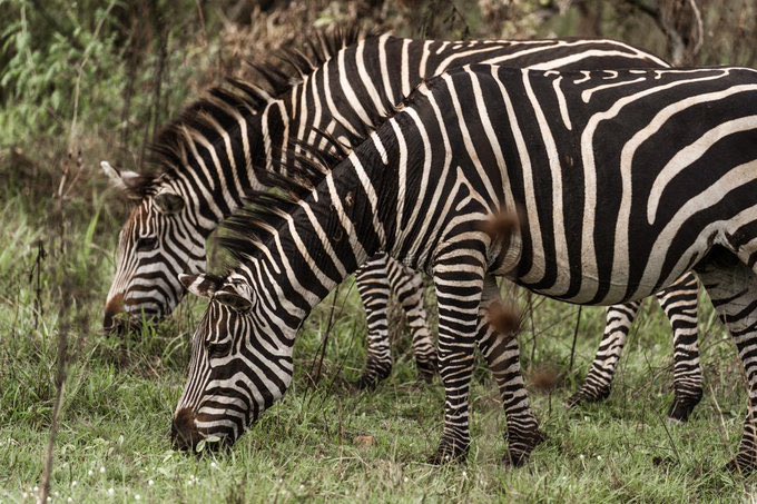 What Is the Best Destination for Honeymoon Safaris in Africa