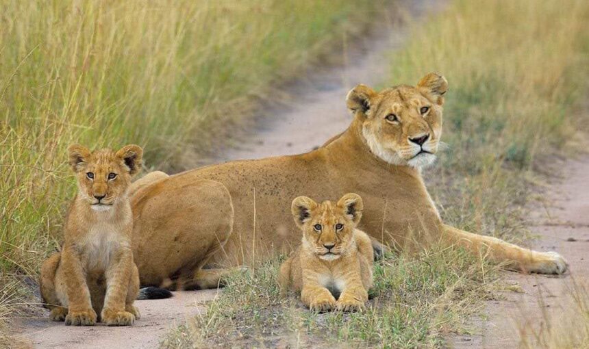 What Animals Can I See in Queen Elizabeth on Uganda Safaris?
